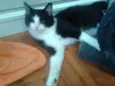 MAGOO