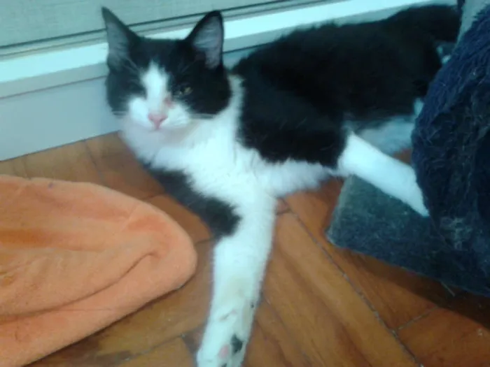 Gato ra a SRD idade 2 a 6 meses nome MAGOO