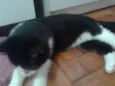 MAGOO