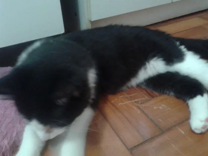 Gato ra a SRD idade 2 a 6 meses nome MAGOO