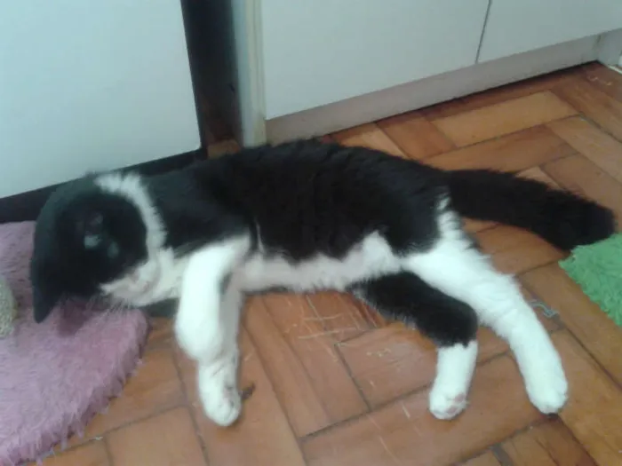 Gato ra a SRD idade 2 a 6 meses nome MAGOO
