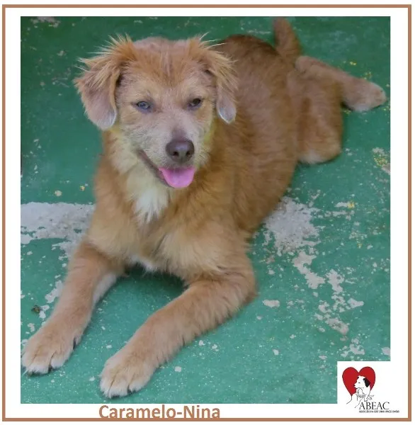 Cachorro ra a  idade 2 anos nome CARAMELO