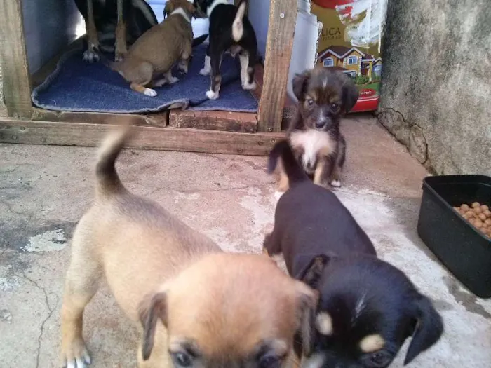 Cachorro ra a vira latas idade 2 a 6 meses nome não tem