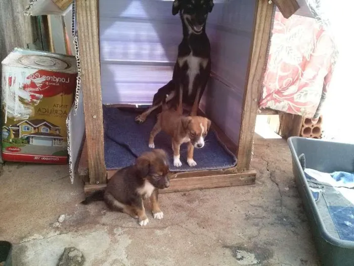 Cachorro ra a vira lata idade 2 anos nome nina