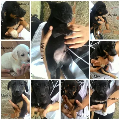 Cachorro ra a  idade 2 a 6 meses nome sem nome 