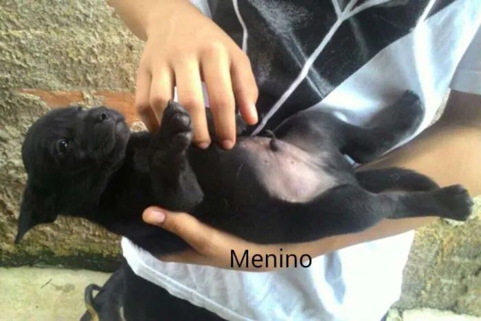 Cachorro ra a  idade 2 a 6 meses nome sem nome 