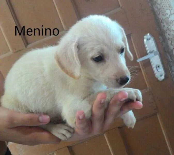 Cachorro ra a  idade 2 a 6 meses nome sem nome 