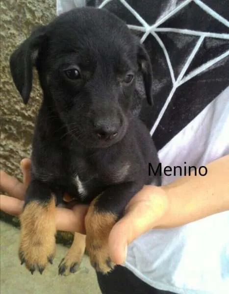 Cachorro ra a  idade 2 a 6 meses nome sem nome 