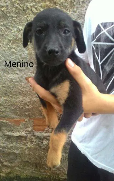 Cachorro ra a  idade 2 a 6 meses nome sem nome 