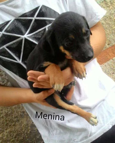 Cachorro ra a  idade 2 a 6 meses nome sem nome 