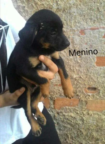 Cachorro ra a  idade 2 a 6 meses nome sem nome 