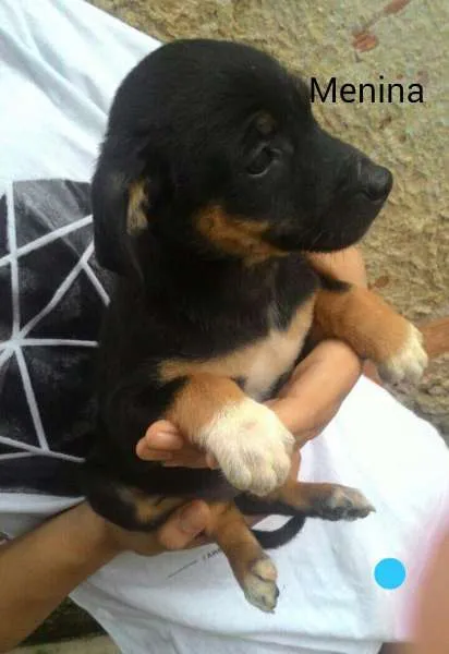 Cachorro ra a  idade 2 a 6 meses nome sem nome 