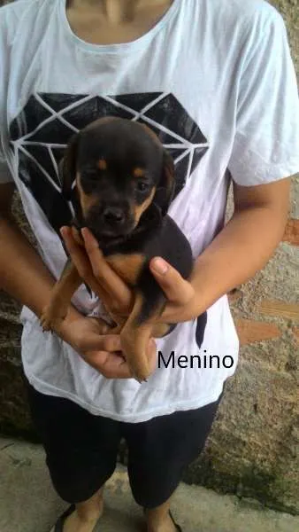 Cachorro ra a  idade 2 a 6 meses nome sem nome 