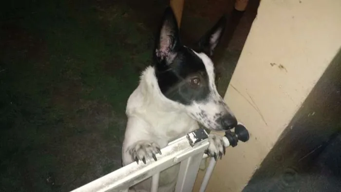 Cachorro ra a Vira-Lata idade 7 a 11 meses nome Sherry