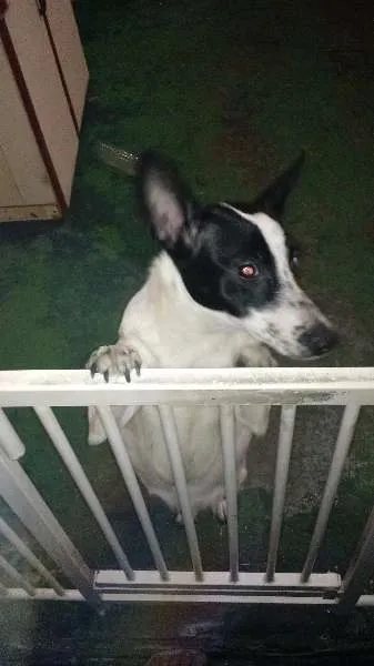 Cachorro ra a Vira-Lata idade 7 a 11 meses nome Sherry