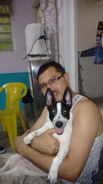 Cachorro ra a Vira-Lata idade 7 a 11 meses nome Sherry