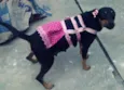 sapeca,bolinha,boboy
