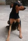 sapeca,bolinha,boboy