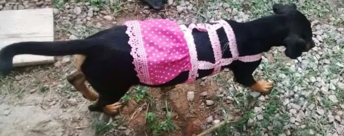 Cachorro ra a SRD idade 7 a 11 meses nome sapeca,bolinha,boboy