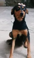 sapeca,bolinha,boboy