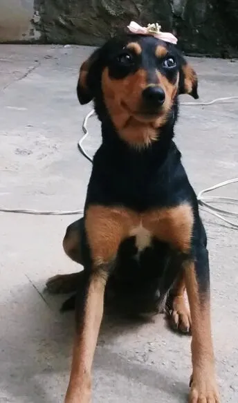 Cachorro ra a SRD idade 7 a 11 meses nome sapeca,bolinha,boboy