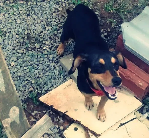 Cachorro ra a SRD idade 7 a 11 meses nome sapeca,bolinha,boboy