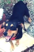 sapeca,bolinha,boboy