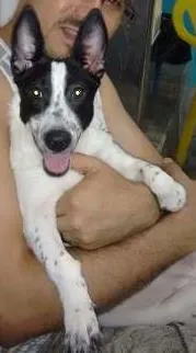 Cachorro raça Vira-Lata idade 7 a 11 meses nome Sherry