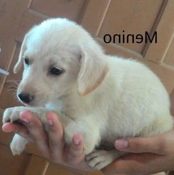Cachorro ra a  idade 2 a 6 meses nome sem nome 