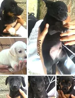Cachorro ra a  idade 2 a 6 meses nome sem nome 