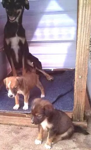 Cachorro ra a vira lata idade 2 anos nome nina