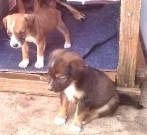 Cachorro raça vira latas idade 2 a 6 meses nome não tem