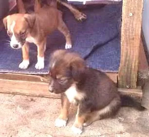 Cachorro ra a vira latas idade 2 a 6 meses nome não tem