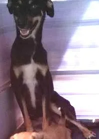 Cachorro ra a vira lata idade 2 anos nome nina