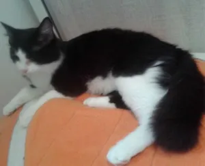 Gato raça SRD idade 2 a 6 meses nome MAGOO