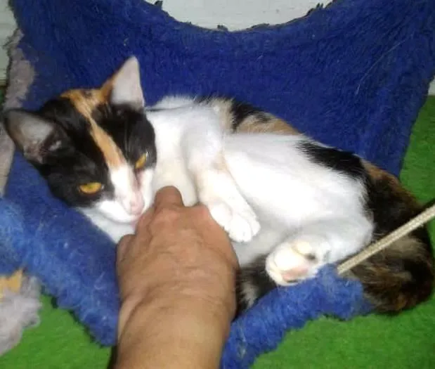 Gato ra a SRD idade 2 a 6 meses nome ELIS