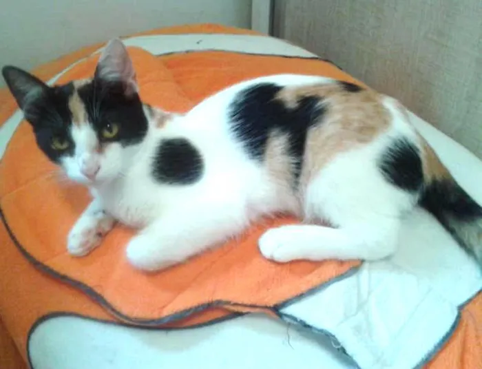 Gato ra a SRD idade 2 a 6 meses nome ELIS