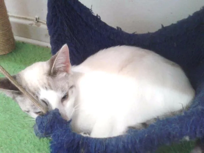 Gato ra a SRD idade 2 a 6 meses nome MARYLIN