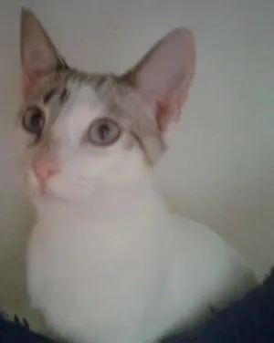 Gato raça SRD idade 2 a 6 meses nome MARYLIN