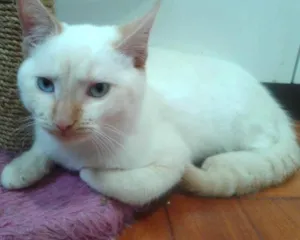Gato raça RED POINT idade 2 a 6 meses nome EMILIA