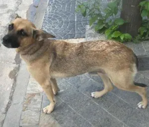 Cachorro raça SRS idade 1 ano nome JULINHA