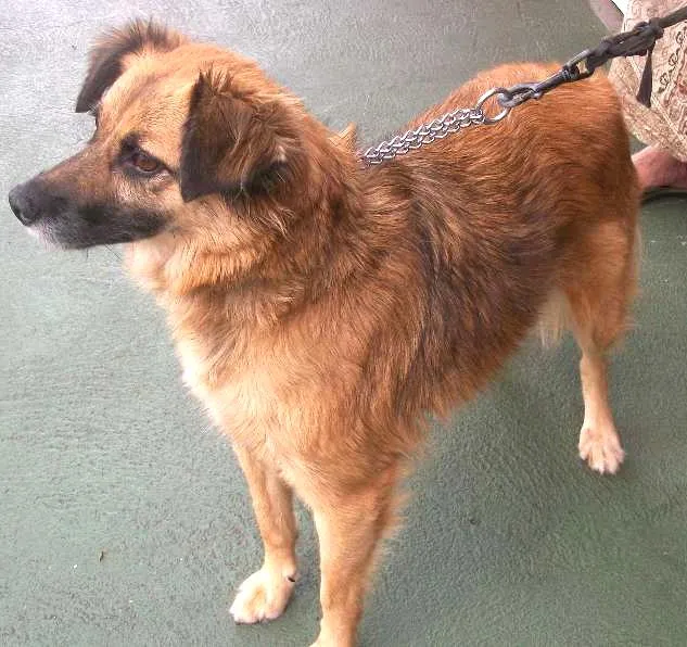 Cachorro raça SRD idade 2 anos nome ÁGATA