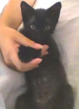 Gato raça  idade 2 a 6 meses nome Pesérfone
