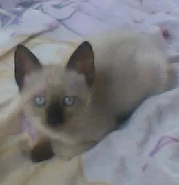 Gato raça Siamês idade 2 a 6 meses nome Pandora