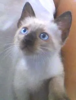 Gato raça Siamês idade 2 a 6 meses nome Atenas