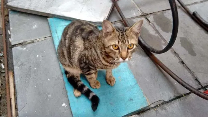 Gato ra a SRD idade 7 a 11 meses nome ROMEU