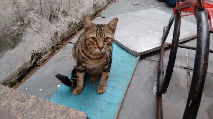 Gato ra a SRD idade 7 a 11 meses nome ROMEU