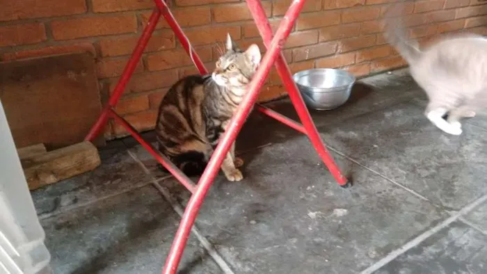 Gato ra a SRD idade 7 a 11 meses nome ROMEU