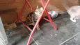 ROMEU