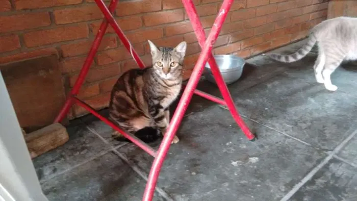 Gato ra a SRD idade 7 a 11 meses nome ROMEU